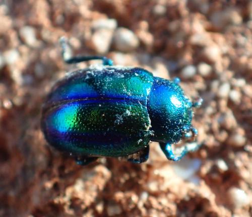 Réf. 295 893 : Chrysolina fastuosa